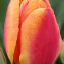 Apeldoorn Elite