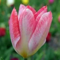 Flaming Purissima