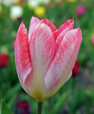 Flaming Purissima