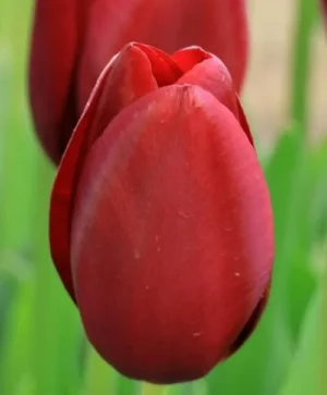 National Velvet