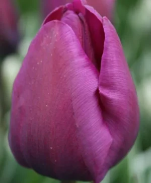 Negrita