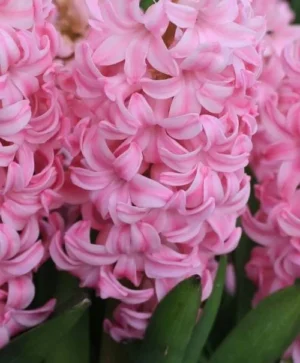 Pink Surprise