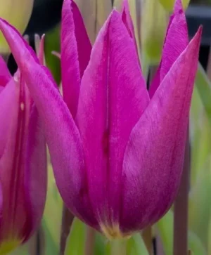 Purple Dream
