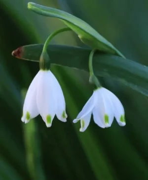 Summer Snowflake