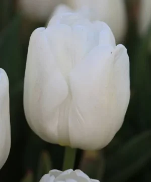White Prince