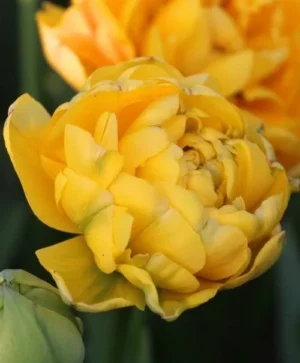 Yellow Pompenette